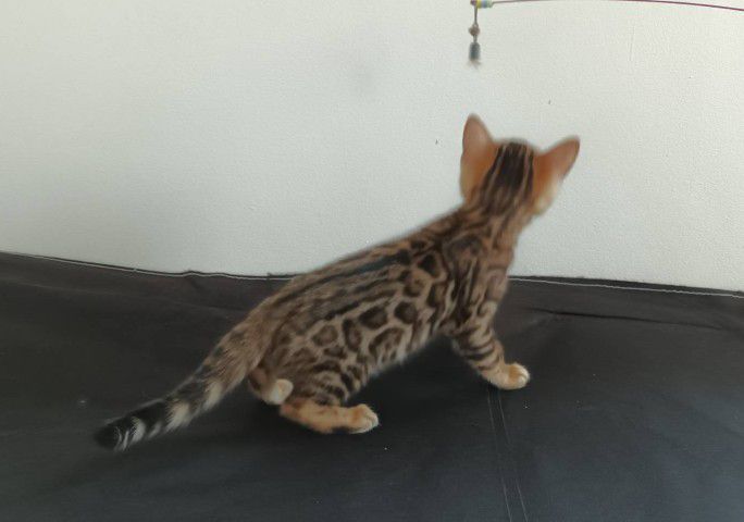 แมวเบงกอล รูปที่ 2
