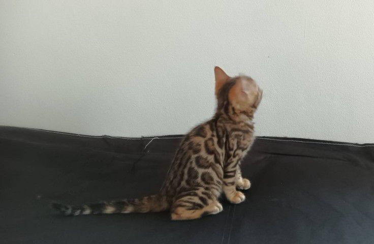แมวเบงกอล รูปที่ 4