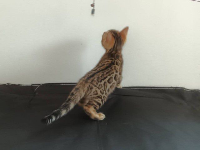 แมวเบงกอล รูปที่ 10