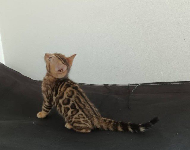 แมวเบงกอล รูปที่ 3