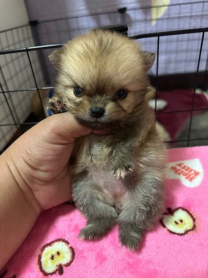 ปอม ผสม ชิวาว่า รูปที่ 4