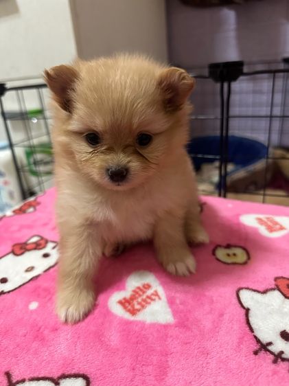 ปอม ผสม ชิวาว่า รูปที่ 2