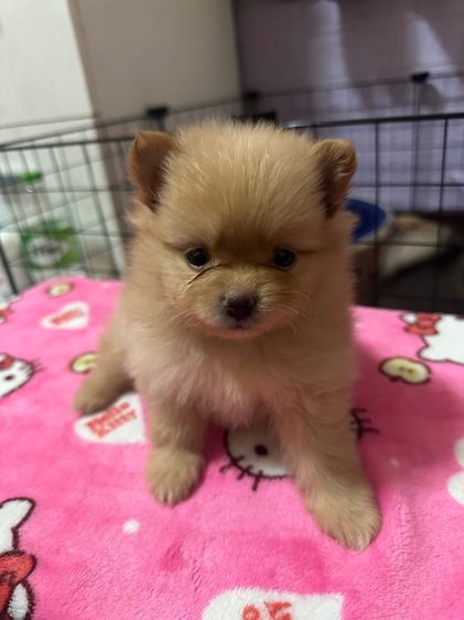 อื่นๆ เล็ก ปอม ผสม ชิวาว่า