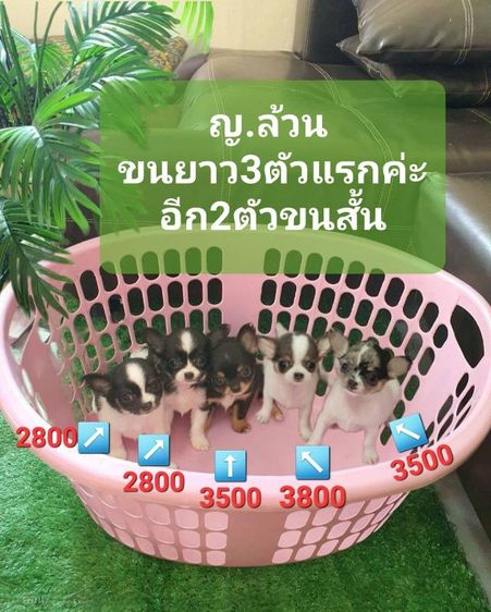 ชิวาวา (Chihuahua) เล็ก พร้อมย้ายบ้านค่ะ ชิวาวาแท้  ขนสั้นขนยาว 