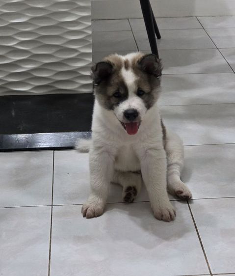 บางแก้ว (Thai Bangkaew Dog) กลาง ลูกสุนัขบางแก้วเพศผู้หาบ้าน