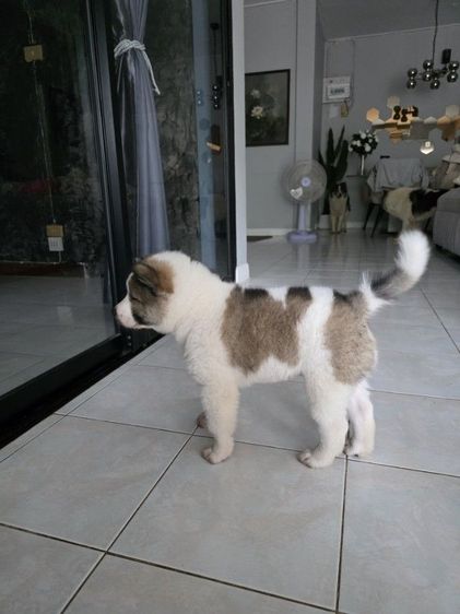 ลูกสุนัขบางแก้วเพศผู้หาบ้าน รูปที่ 4