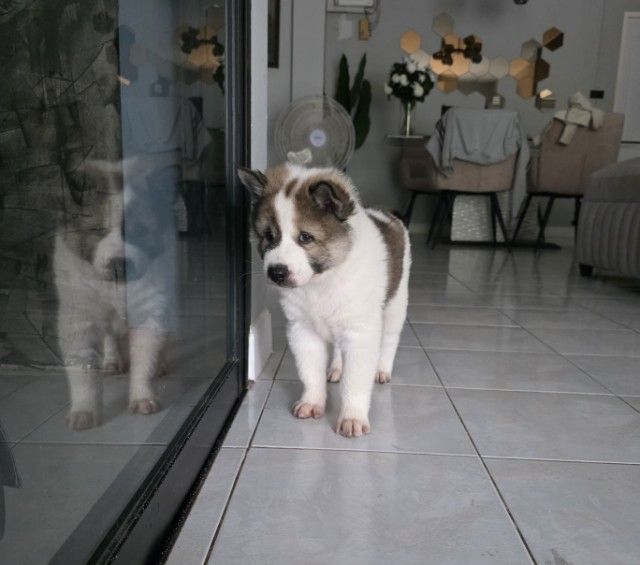 ลูกสุนัขบางแก้วเพศผู้หาบ้าน รูปที่ 2