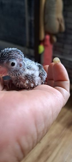 ลูกป้อนฟอพัส สีพายบูล เพศเมีย รูปที่ 2