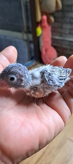 ลูกป้อนฟอพัส สีพายบูล เพศเมีย รูปที่ 5