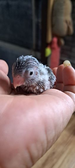 ลูกป้อนฟอพัส สีพายบูล เพศเมีย รูปที่ 4