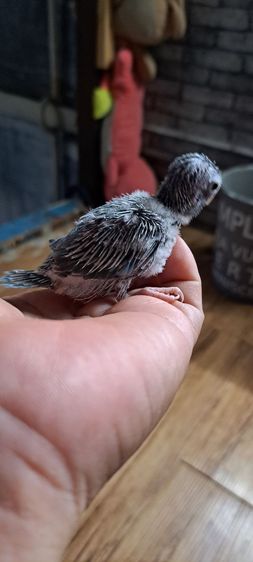 ลูกป้อนฟอพัส สีพายบูล เพศเมีย รูปที่ 3