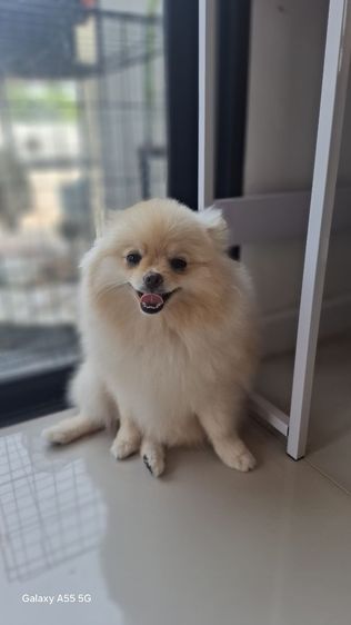 ปอมหญิง7เดือน รูปที่ 13