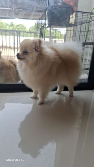 ปอมหญิง7เดือน รูปที่ 14