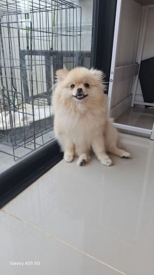 ปอมหญิง7เดือน