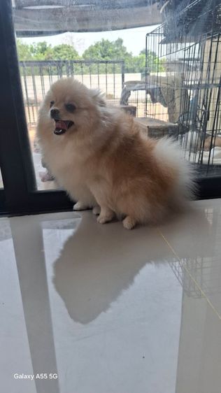 ปอมหญิง7เดือน รูปที่ 11