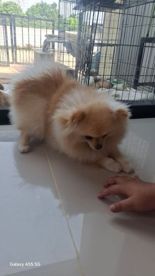 ปอมหญิง7เดือน รูปที่ 9