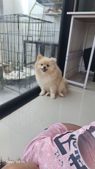 ปอมหญิง7เดือน รูปที่ 5