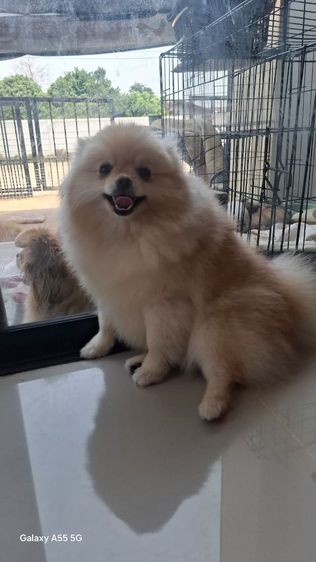 ปอมหญิง7เดือน รูปที่ 7