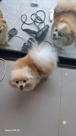 ปอมหญิง7เดือน รูปที่ 3