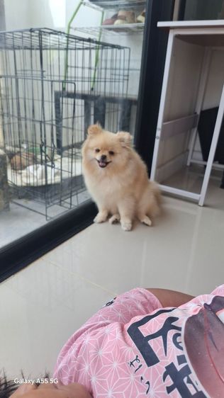 ปอมหญิง7เดือน รูปที่ 6