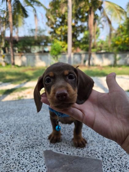 ดัชชุน2เดือน รูปที่ 10