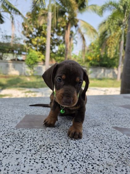 ดัชชุน2เดือน รูปที่ 7