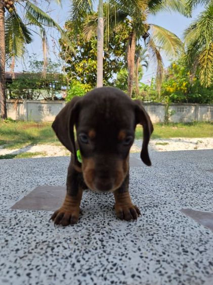 ดัชชุน2เดือน รูปที่ 8