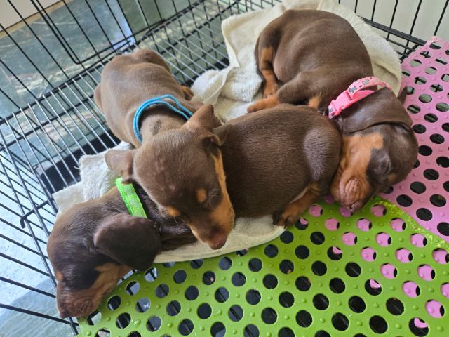 ดัชชุน2เดือน รูปที่ 3