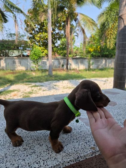 ดัชชุน2เดือน รูปที่ 6