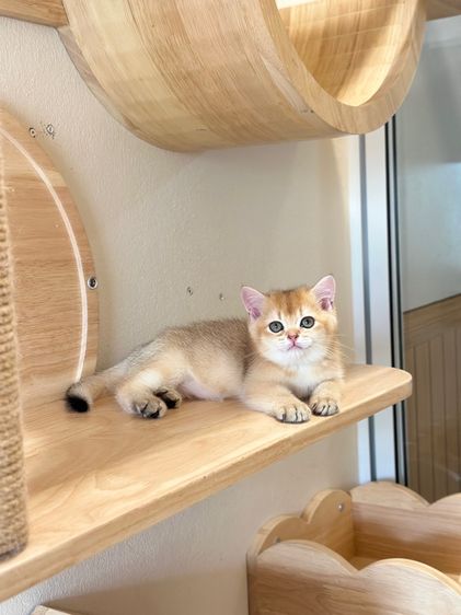 บริติช ดญ  รูปที่ 2