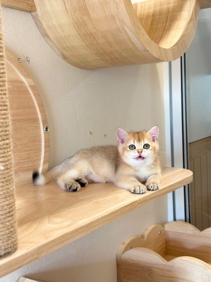 บริติช ดญ  รูปที่ 7