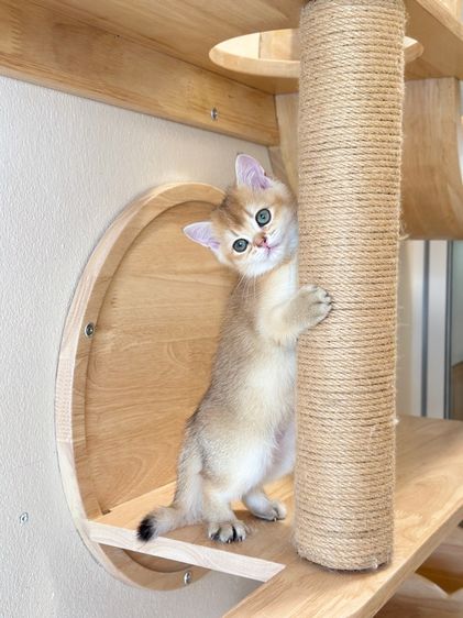 บริติช ชอร์ตแฮร์ (British Shorthair) บริติช ดญ 