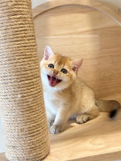 บริติช ดญ  รูปที่ 4