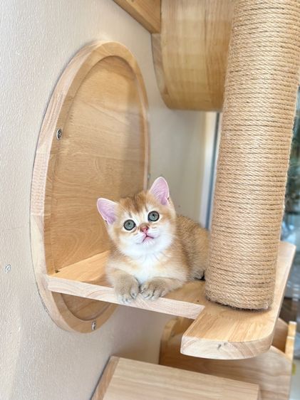 บริติช ดญ  รูปที่ 6