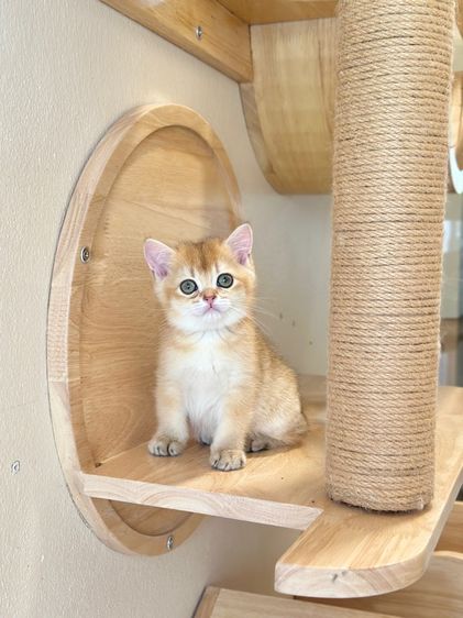 บริติช ดญ  รูปที่ 9