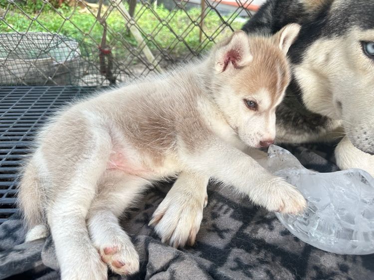 ลูกสุนัข