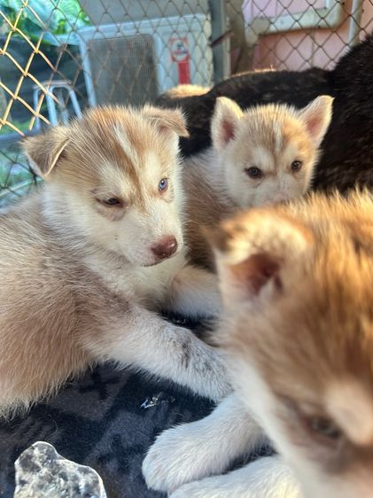 ลูกสุนัข รูปที่ 3