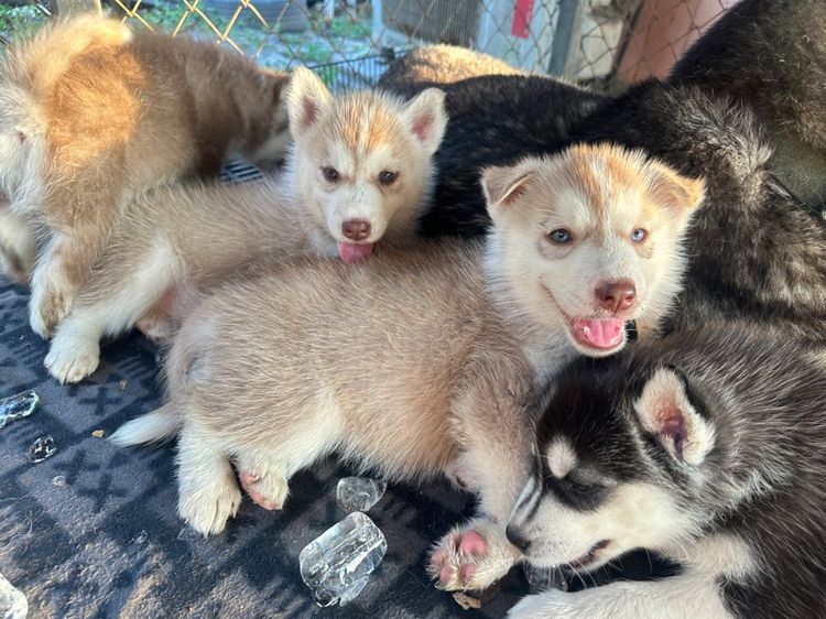 ลูกสุนัข รูปที่ 2