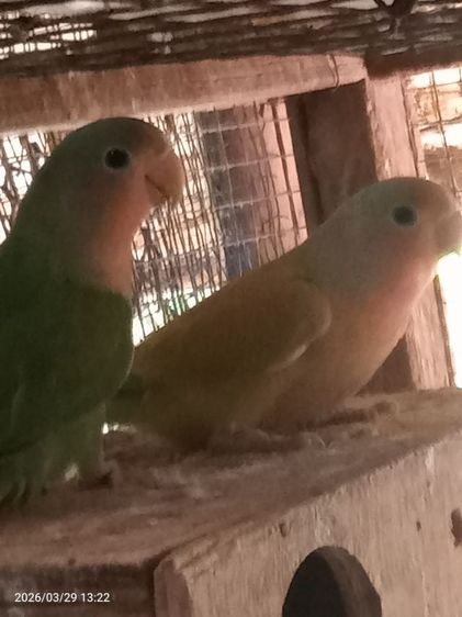 เลิฟเบิร์ดไม่ขอบตา