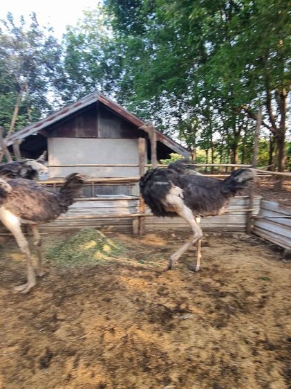 ขายถูกเลิกเลี้ยง รูปที่ 4