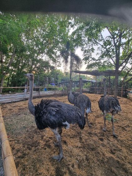 ขายถูกเลิกเลี้ยง รูปที่ 12