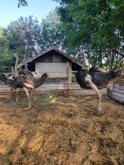 ขายถูกเลิกเลี้ยง รูปที่ 11