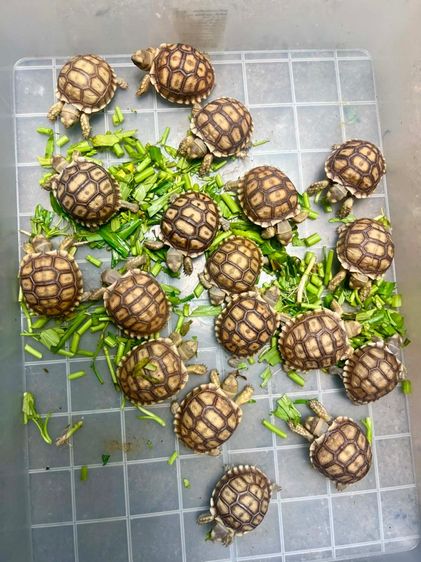 เต่าซูคาต้า