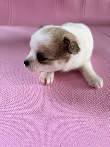 ชิวาว่าแท้ เกรดA พันธ์เล็ก เพศเมีย รูปที่ 4