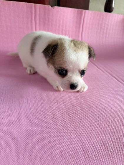 ชิวาว่าแท้ เกรดA พันธ์เล็ก เพศเมีย รูปที่ 8