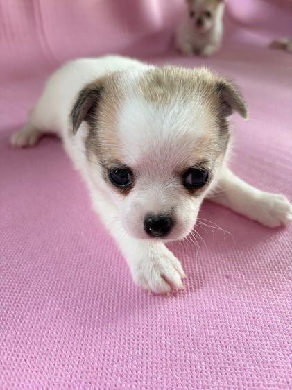 ชิวาว่าแท้ เกรดA พันธ์เล็ก เพศเมีย รูปที่ 2