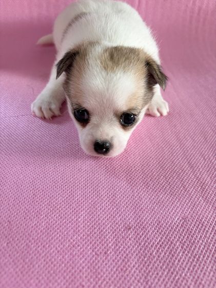 ชิวาว่าแท้ เกรดA พันธ์เล็ก เพศเมีย รูปที่ 9