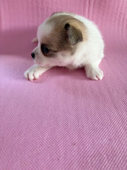 ชิวาว่าแท้ เกรดA พันธ์เล็ก เพศเมีย รูปที่ 10