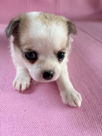 ชิวาว่าแท้ เกรดA พันธ์เล็ก เพศเมีย