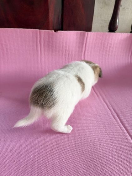 ชิวาว่าแท้ เกรดA พันธ์เล็ก เพศเมีย รูปที่ 7